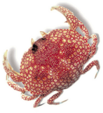 Crab